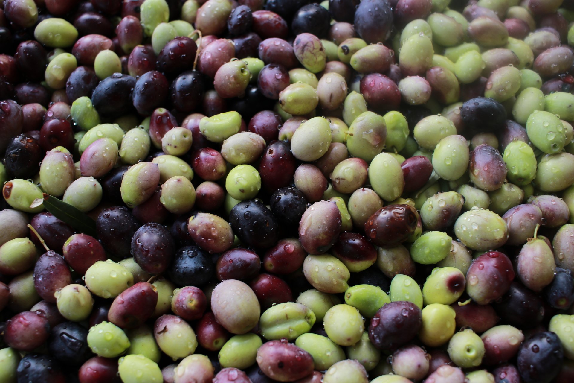 olives up close