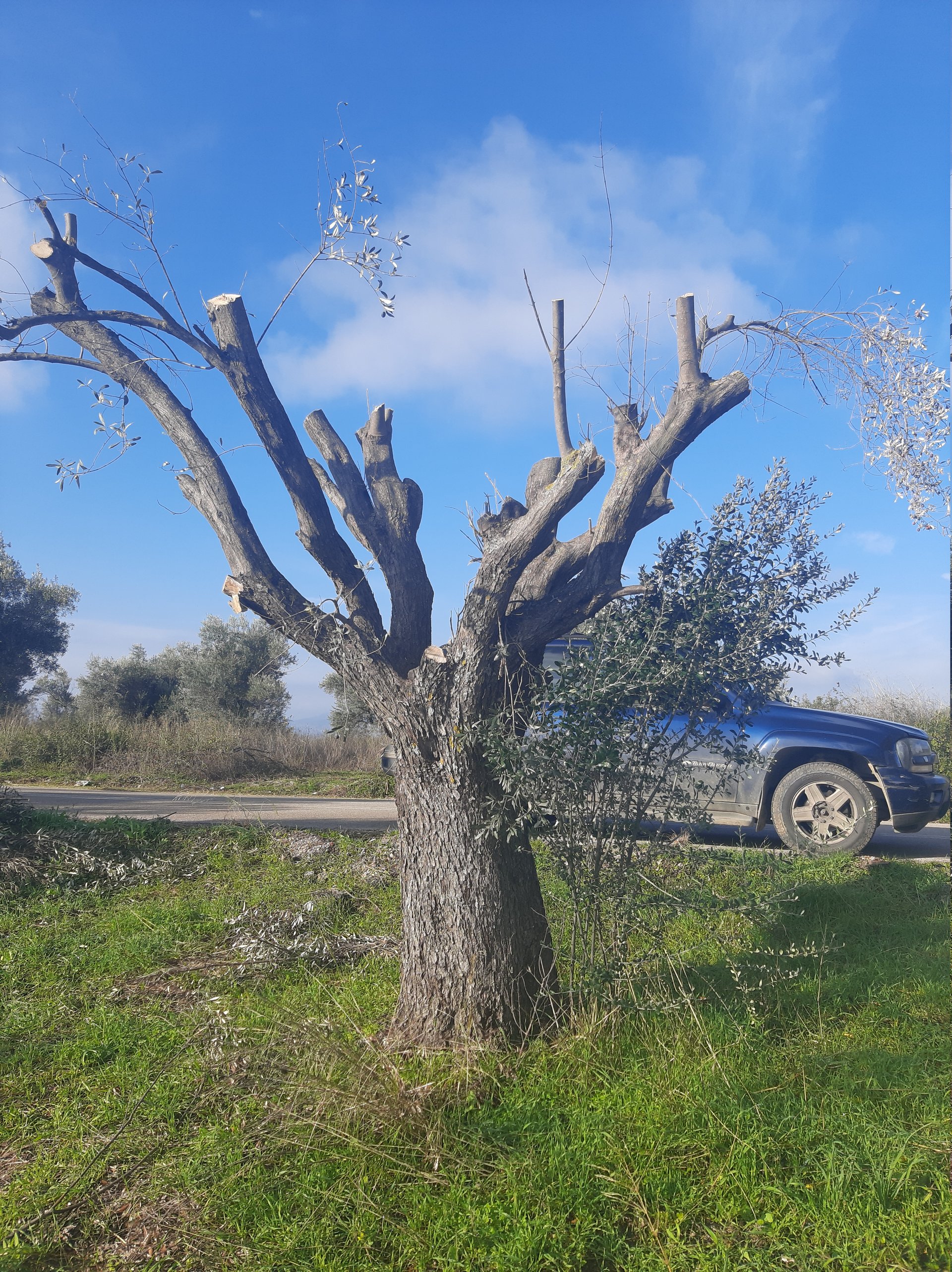 An overpruned tree near my village.