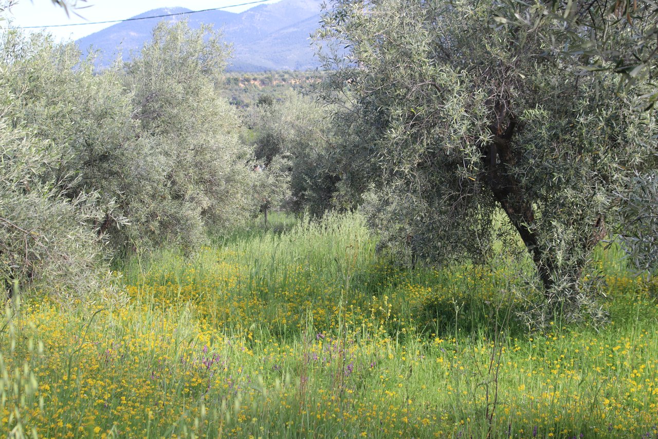 Olive grove with grasses and wildflowers