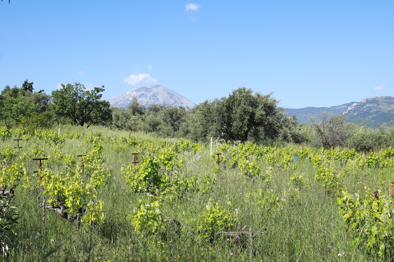 Vineyard