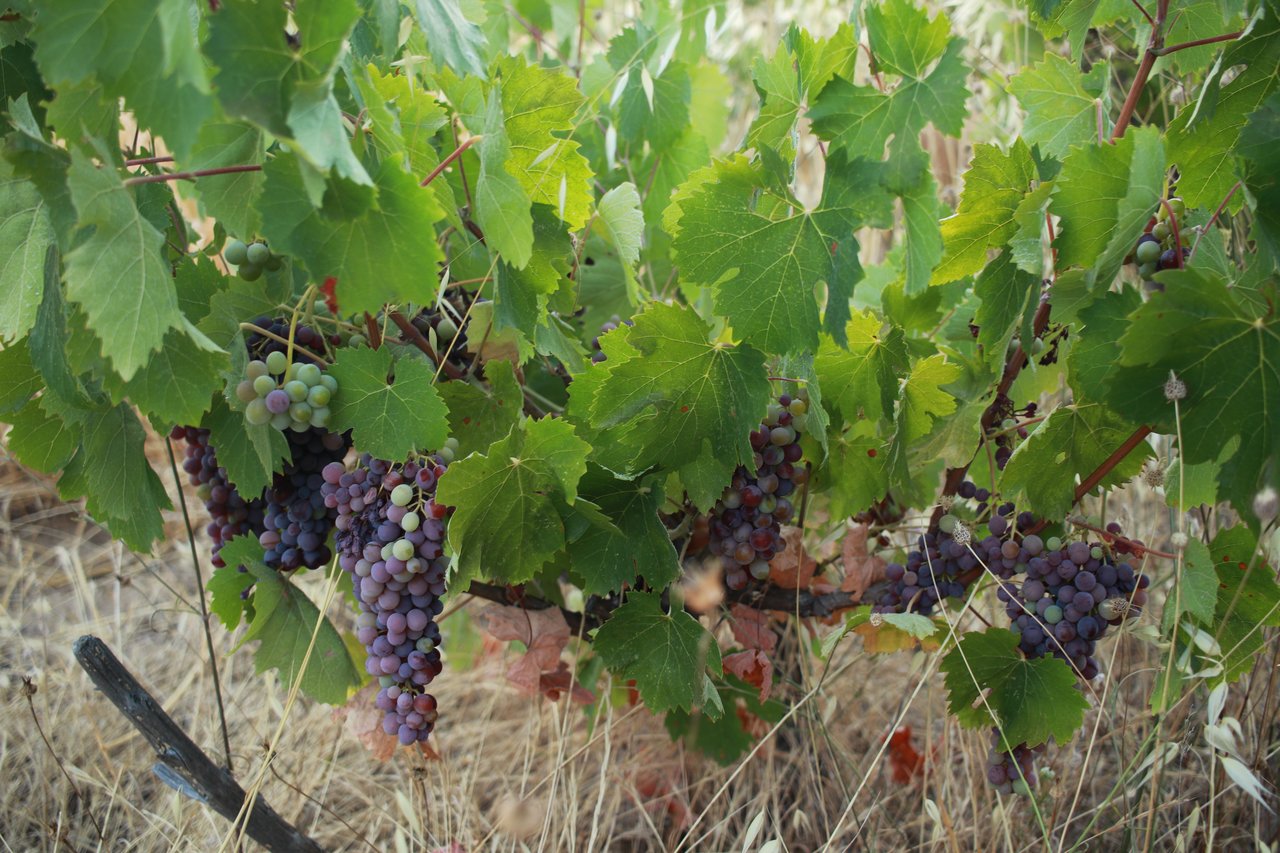 Grapes on vine