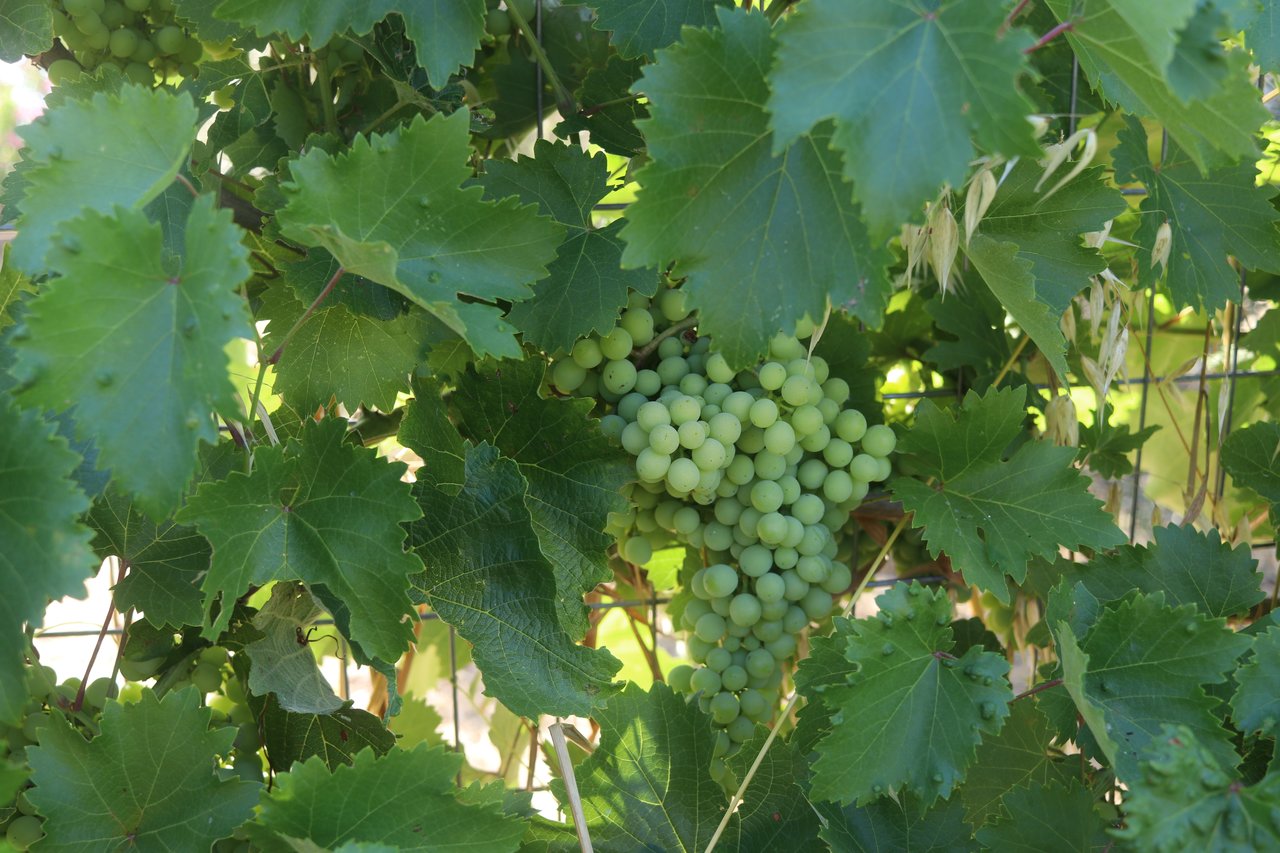 Photo of vines in vineyard