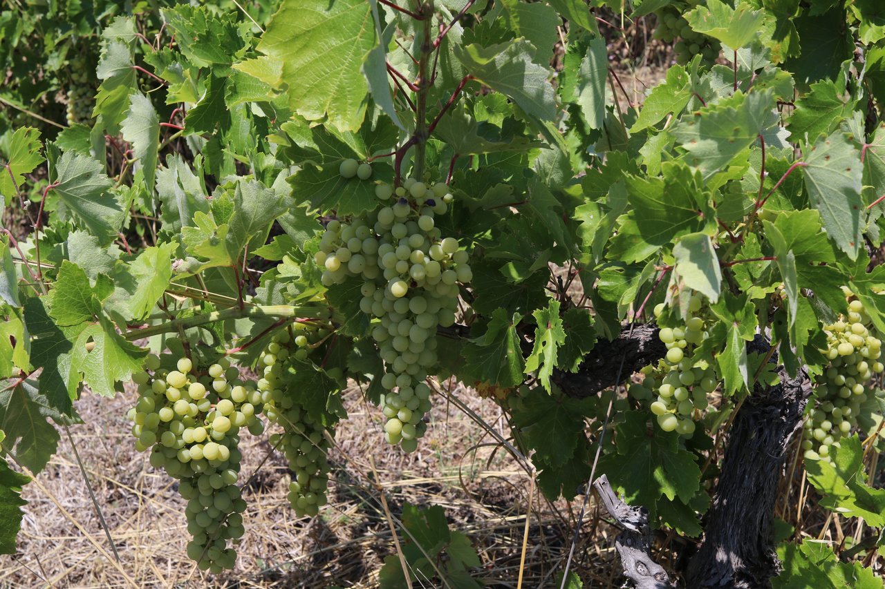 Photo of vineyard in summer