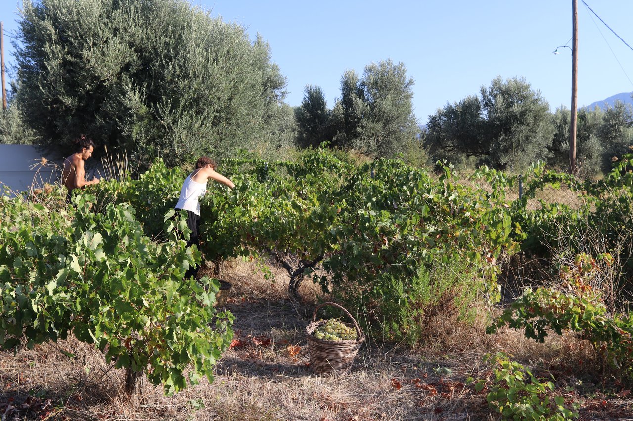 Photo of grape harvest