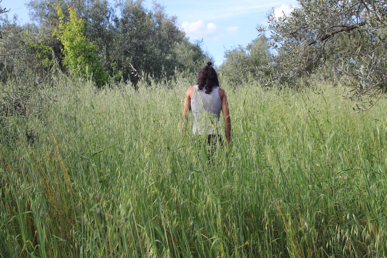 Dylan in olive grove