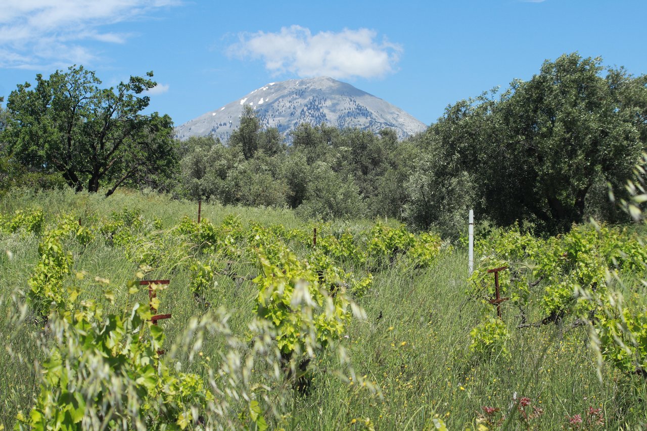 Vineyard with mount dyrfis in background