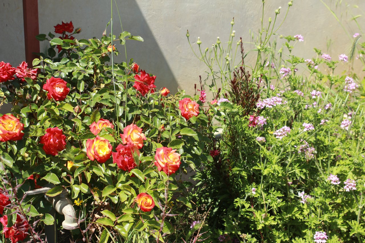 Rose bushes