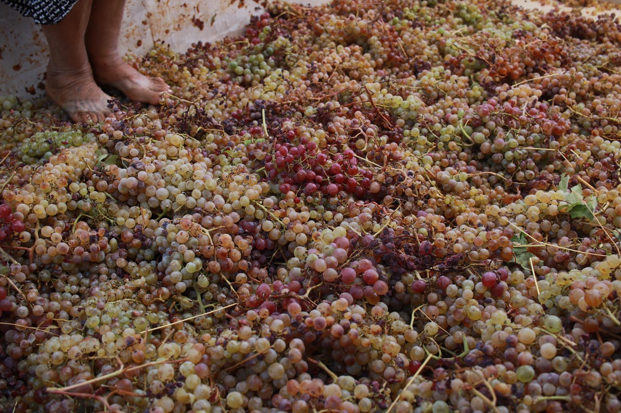 Photo of fermenting grapes