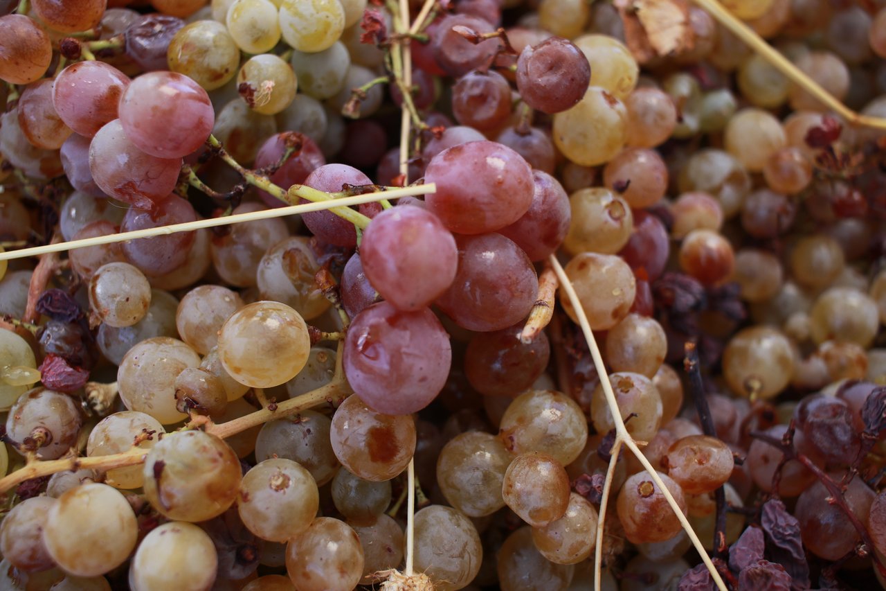 Close up of harvested grapes