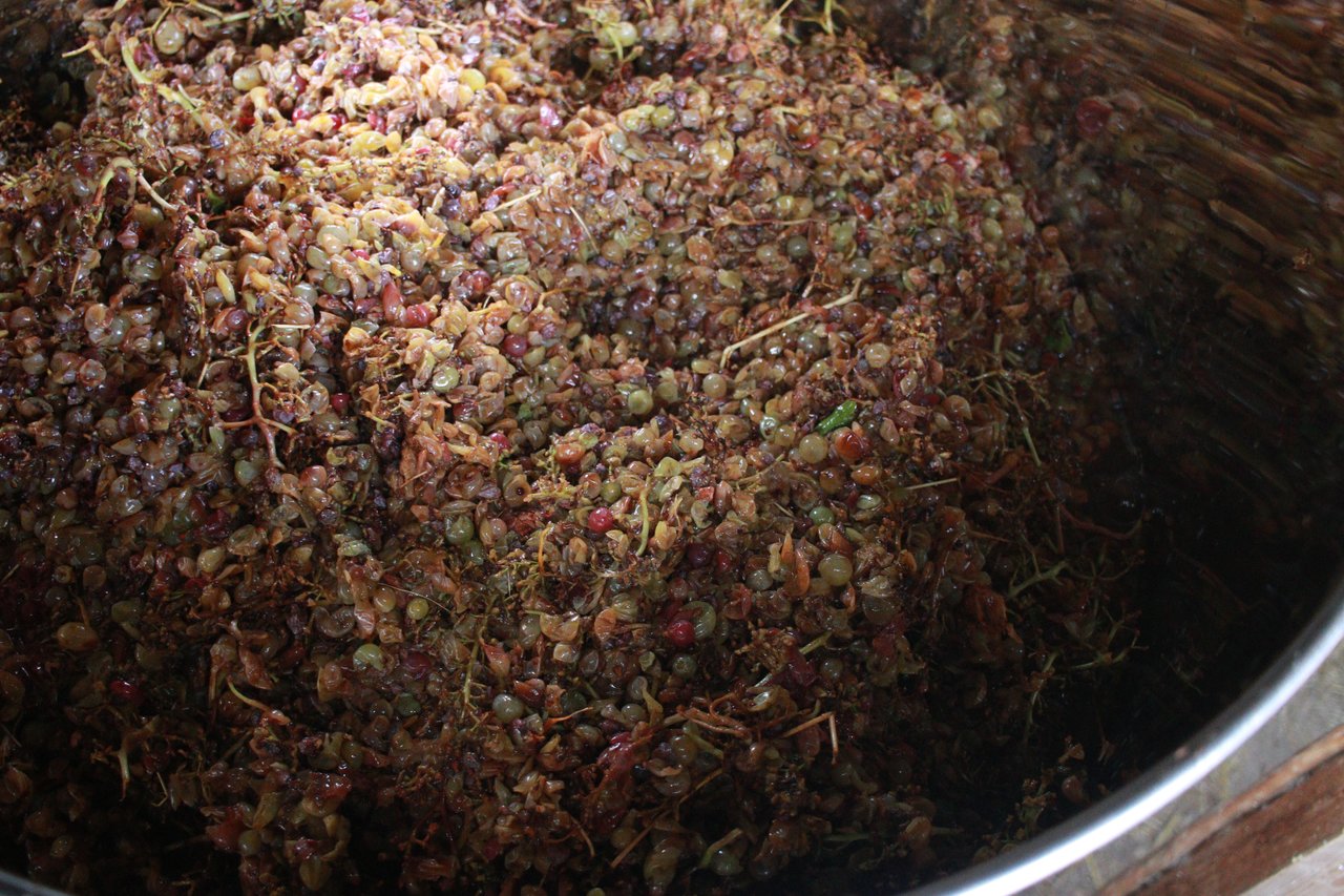 Close up of fermenting grapes