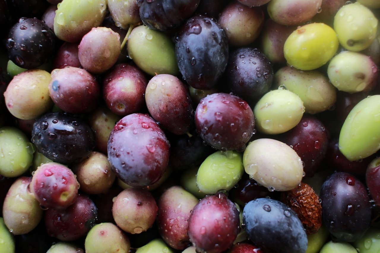 Close up of harvested olives