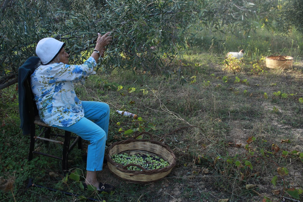 Grandma Voula hand-picking olives