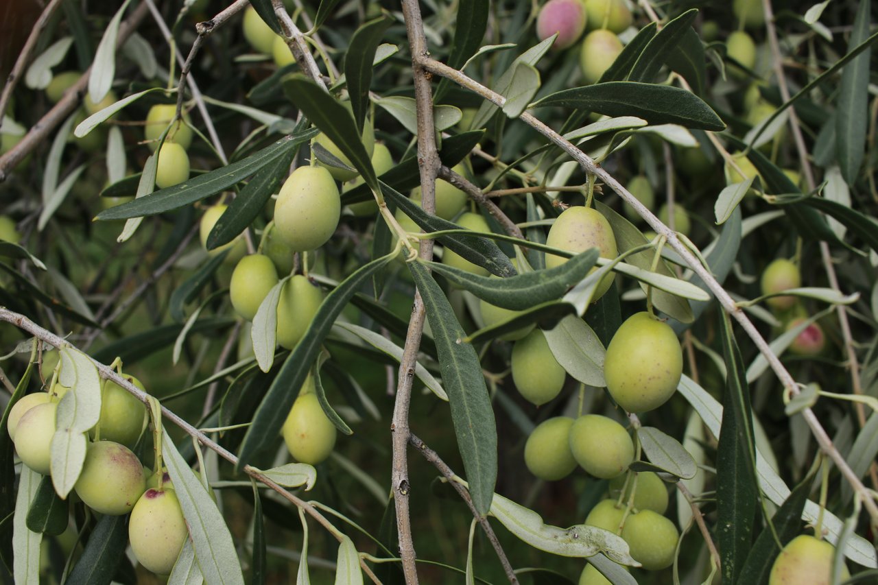 Close up of olives