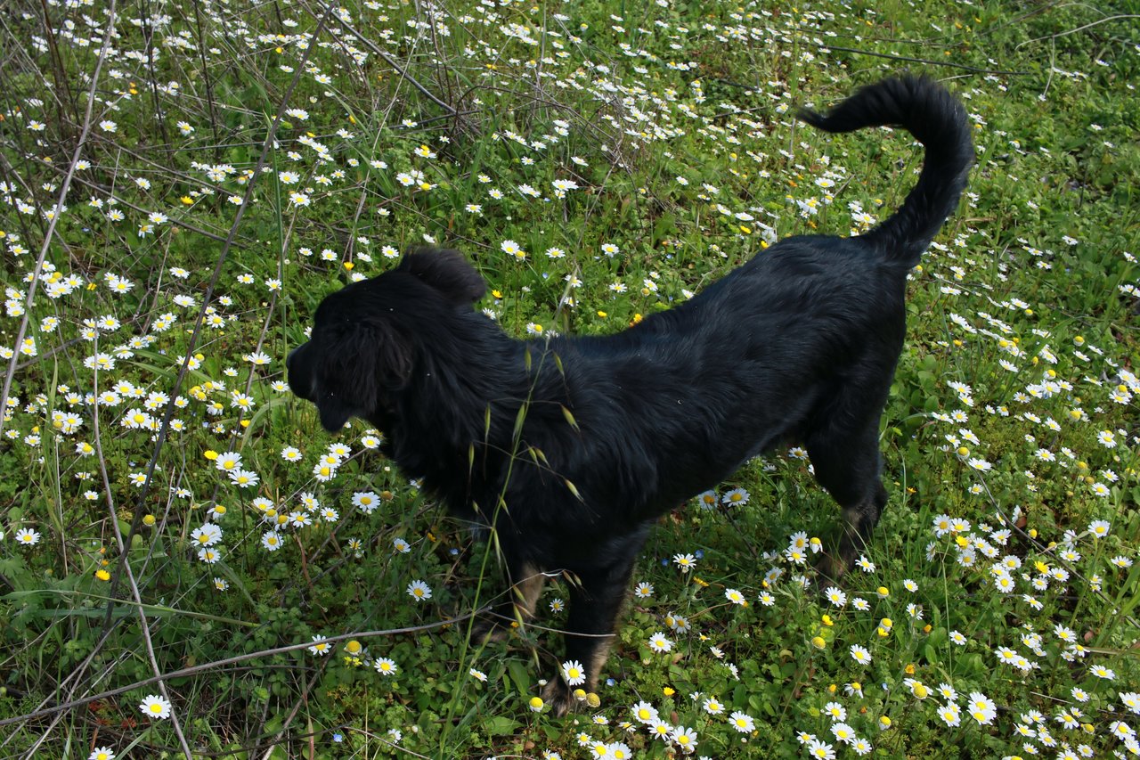 Photo of coco the dog and daisies