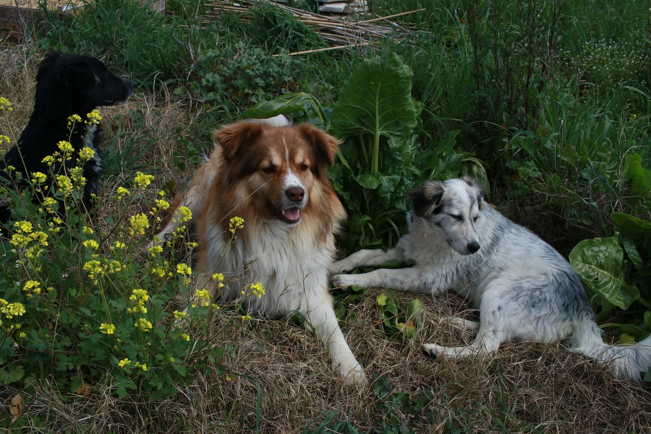 Photo of Mitso and Lulu