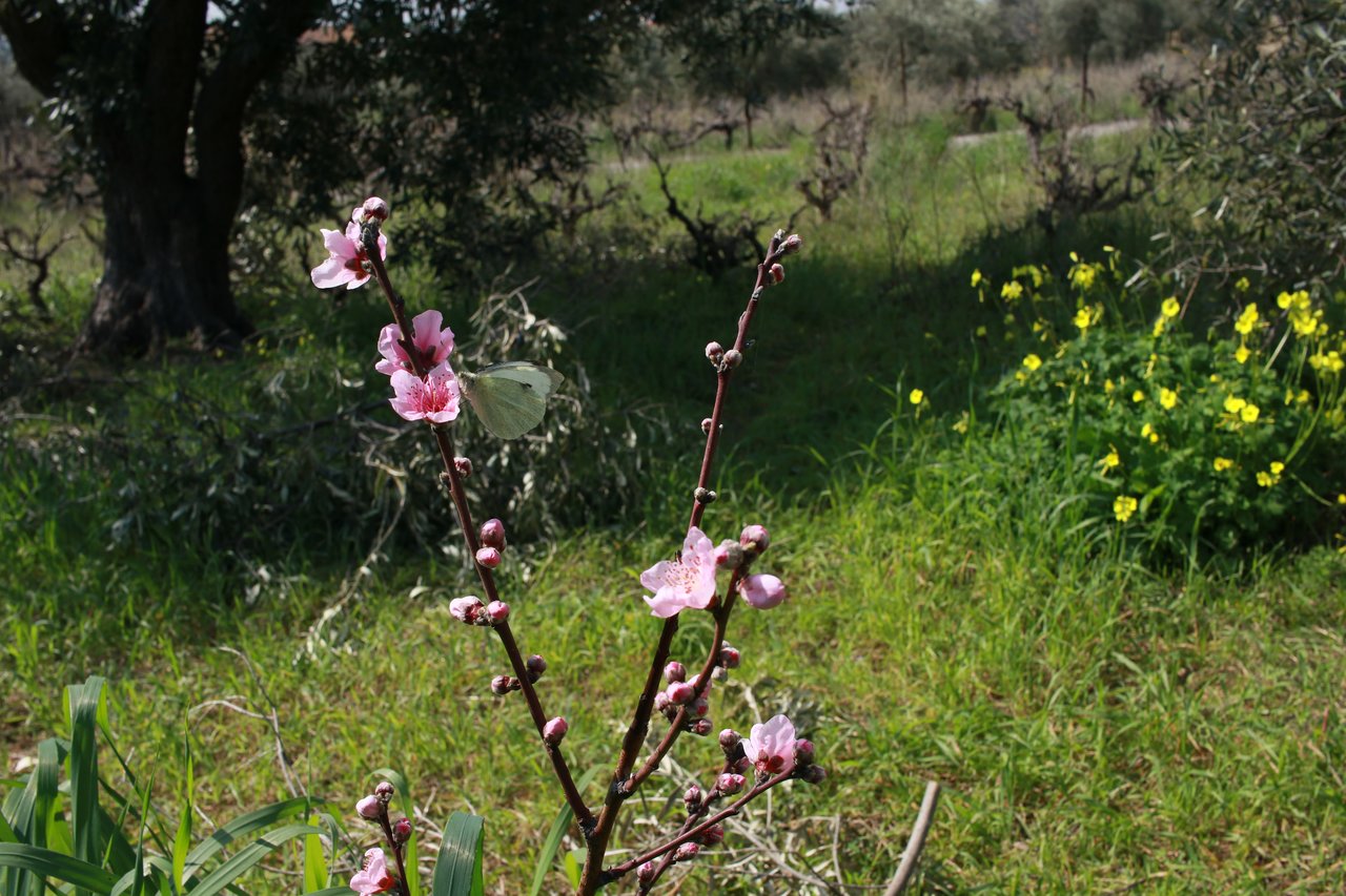 Photo of young stone fruit tree up close