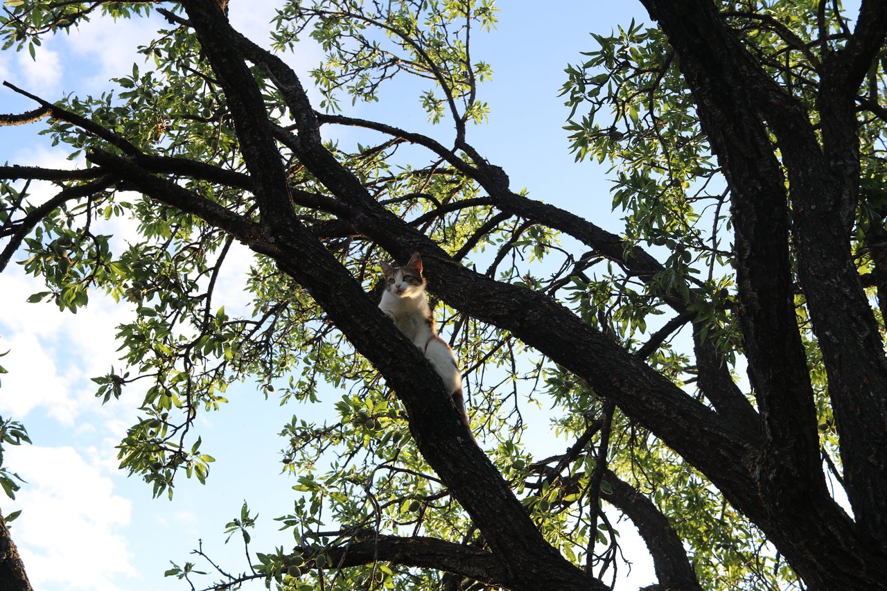 Photo of giant almond tree