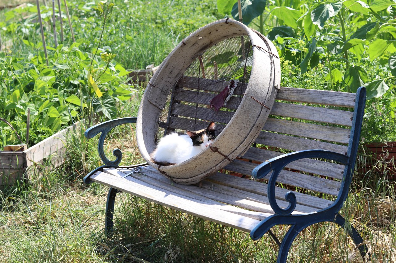 Tina the cat in giant sieve