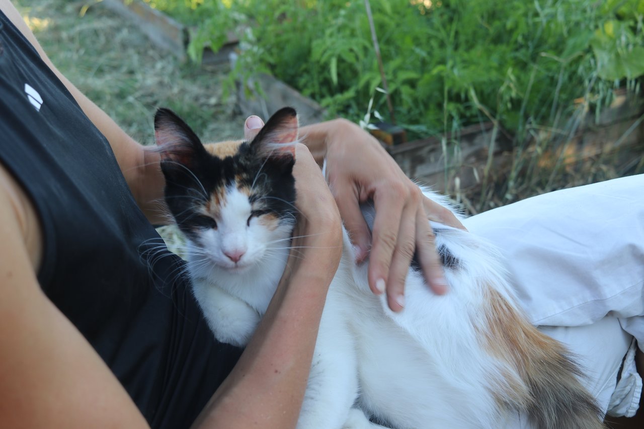 Volunteer hugging Tina the cat