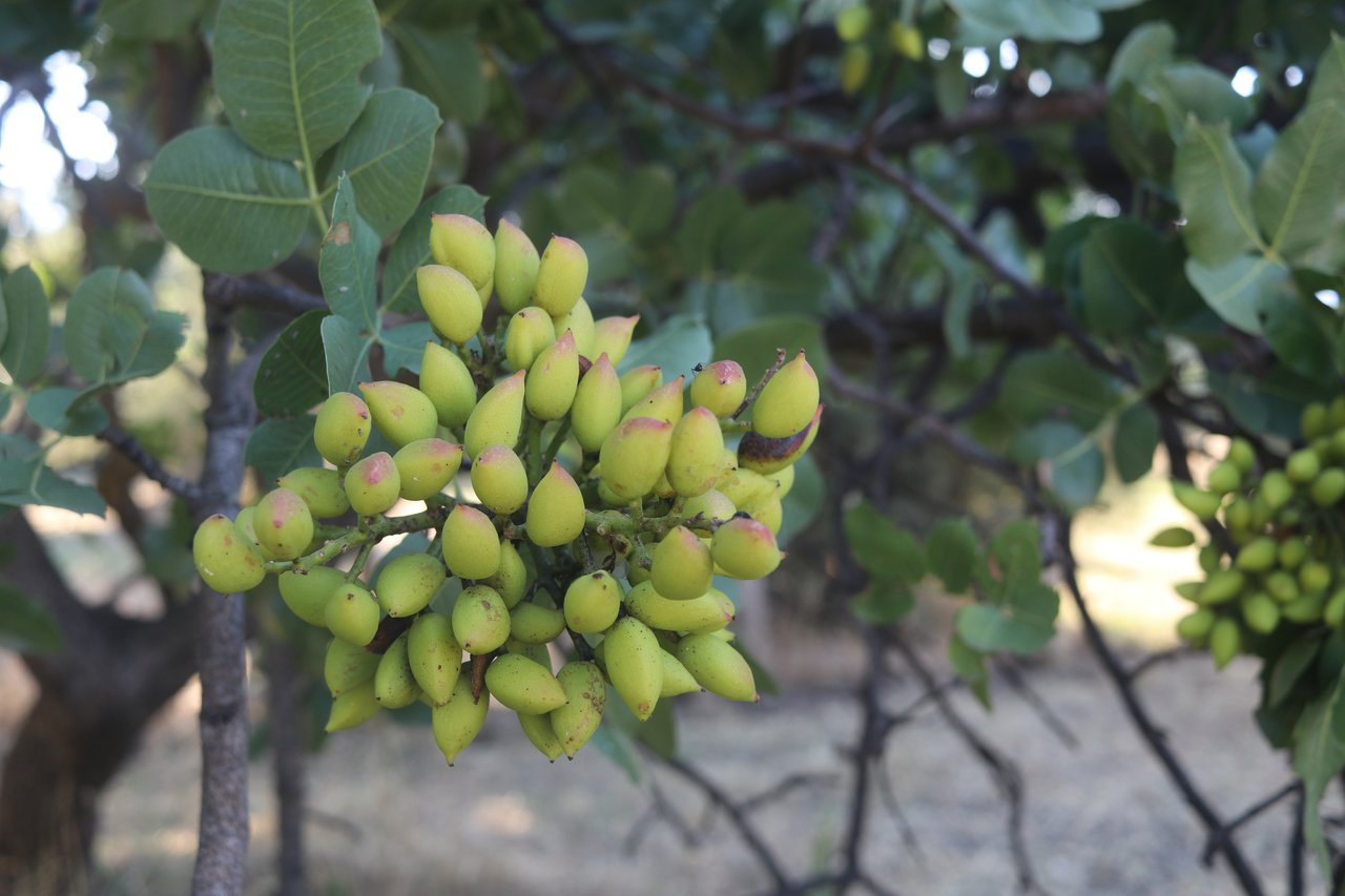 Close up of pistachio fruit